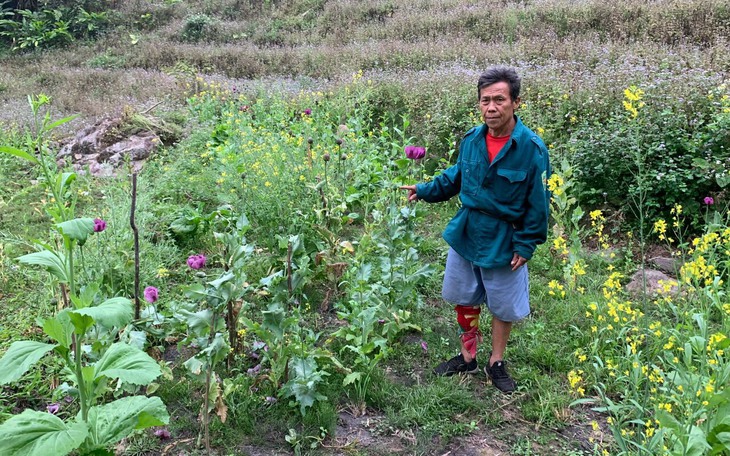 Trồng gần 2.000 cây thuốc phiện trên nương để "làm thuốc chữa bệnh cho vật nuôi"