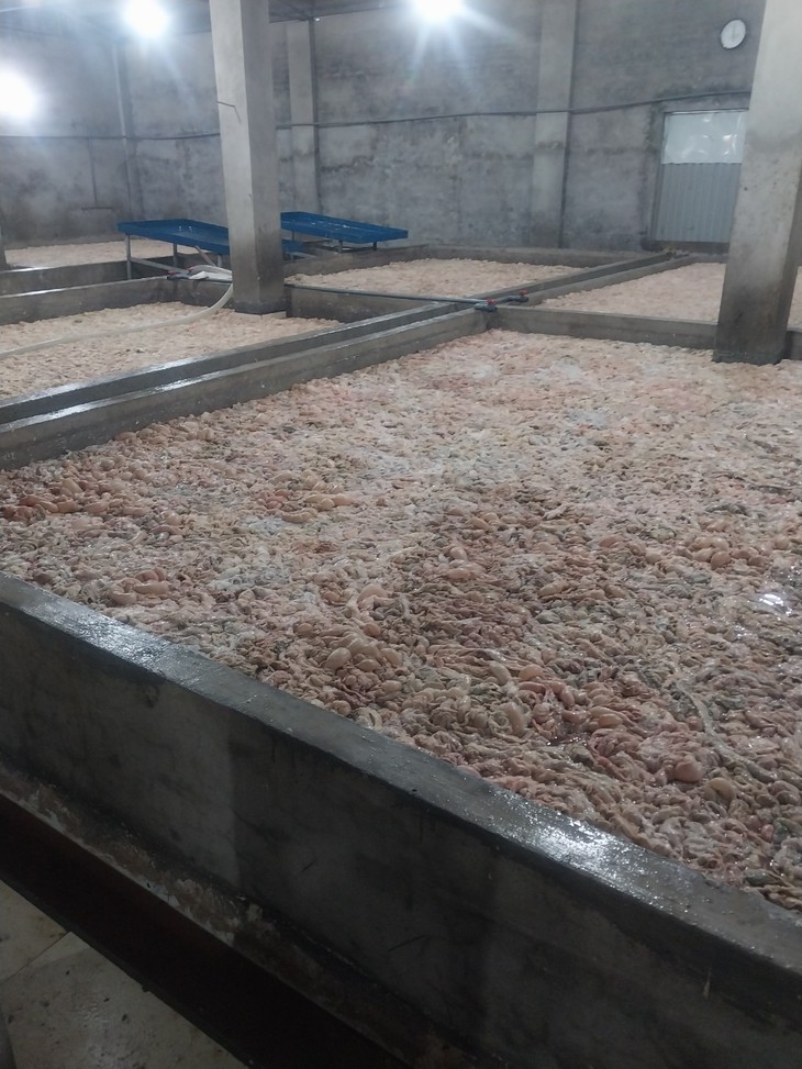 Tiêu hủy hơn 7 tấn lòng lợn chưa qua sơ chế, bốc mùi hôi thối "suýt" lên bàn ăn - Ảnh 3.