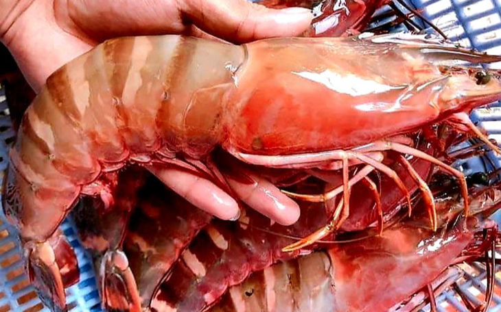 Hai loại tôm lạ trên thị trường đắt hơn tôm hùm được nhiều người săn lùng