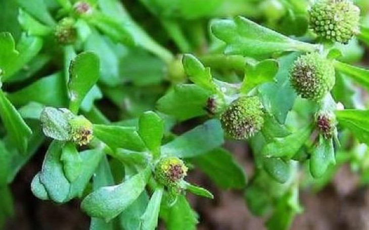 3 thảo dược điều trị cảm cúm