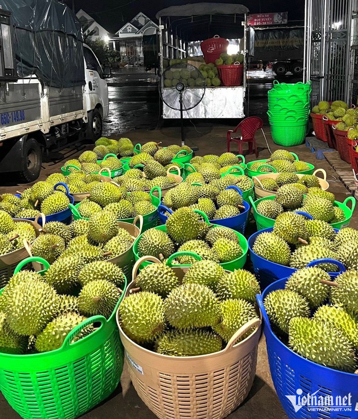 Mải mê xuất sầu riêng sang Trung Quốc, hàng Thái tràn chợ Việt bán giá cao - Ảnh 1. Mải mê xuất sầu riêng sang Trung Quốc, hàng Thái tràn chợ Việt bán giá cao - Ảnh 1.