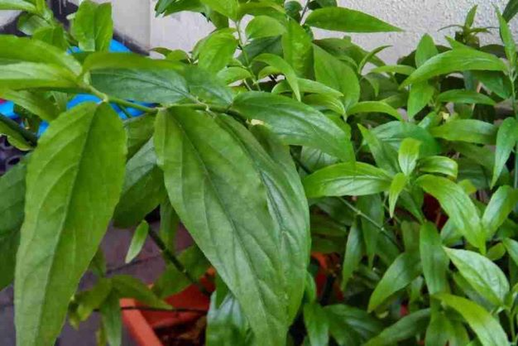Đau dạ dày đừng quên những món ăn bài thuốc này! - Ảnh 3.