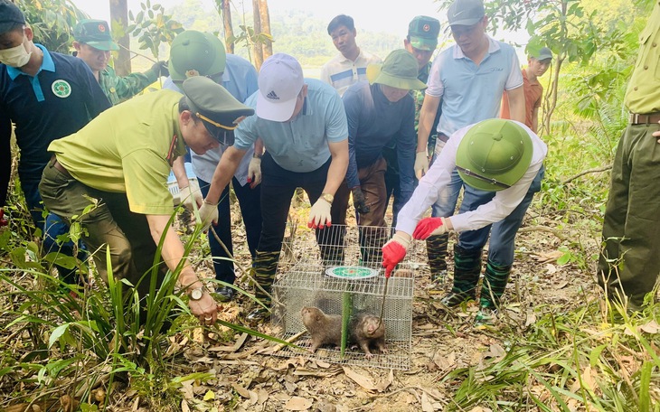 Thả nhiều cá thể động vật hoang dã quý hiếm về rừng tự nhiên