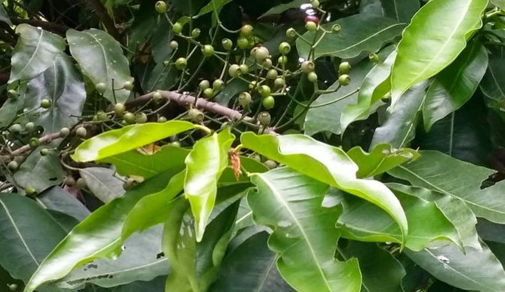 Vối - thức uống giải nhiệt, vị thuốc chữa bệnh - Ảnh 2.