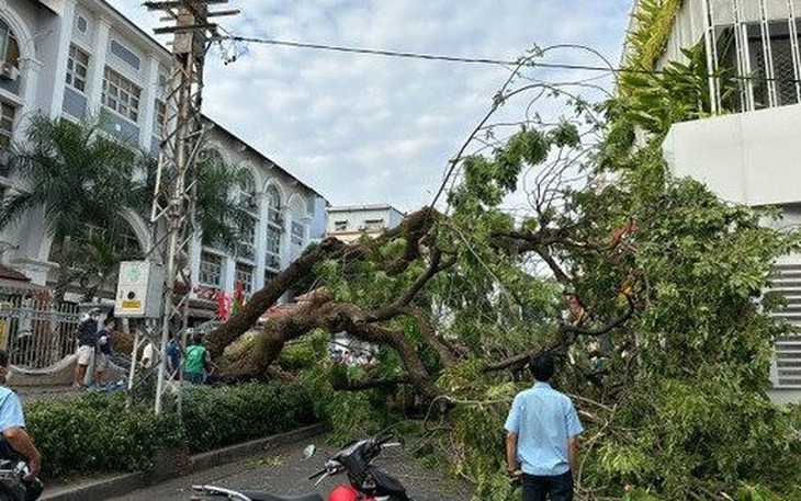 Nam sinh bị cây đè tại trường THCS Trần Văn Ơn bị gãy xương đùi trái