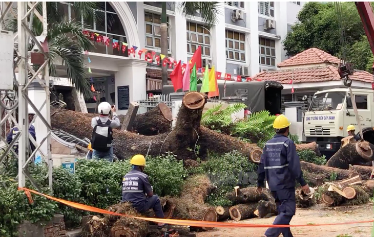 TP.HCM: Cây xanh trong trường bật gốc, 1 học sinh và 5 người lớn bị thương, trong đó có một phụ nữ mang thai - Ảnh 1. TP.HCM: Cây xanh trong trường bật gốc, 1 học sinh và 5 người lớn bị thương, trong đó có một phụ nữ mang thai - Ảnh 1.