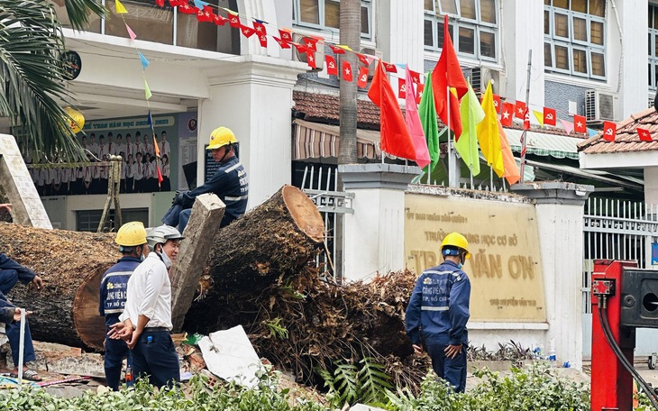 TPHCM: Cây xanh trong trường bật gốc khiến 1 học sinh và 6 người lớn bị thương, có phụ nữ mang thai