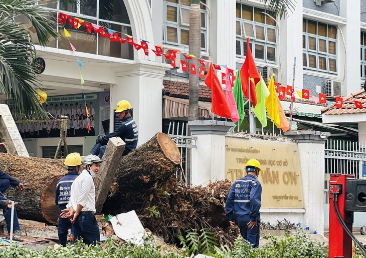Nam sinh bị cây đè tại trường THCS Trần Văn Ơn bị gãy xương đùi trái - Ảnh 1. Nam sinh bị cây đè tại trường THCS Trần Văn Ơn bị gãy xương đùi trái - Ảnh 1.