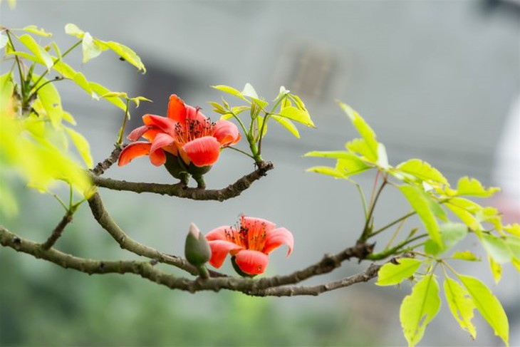 Bài thuốc từ cây hoa gạo - Ảnh 2.