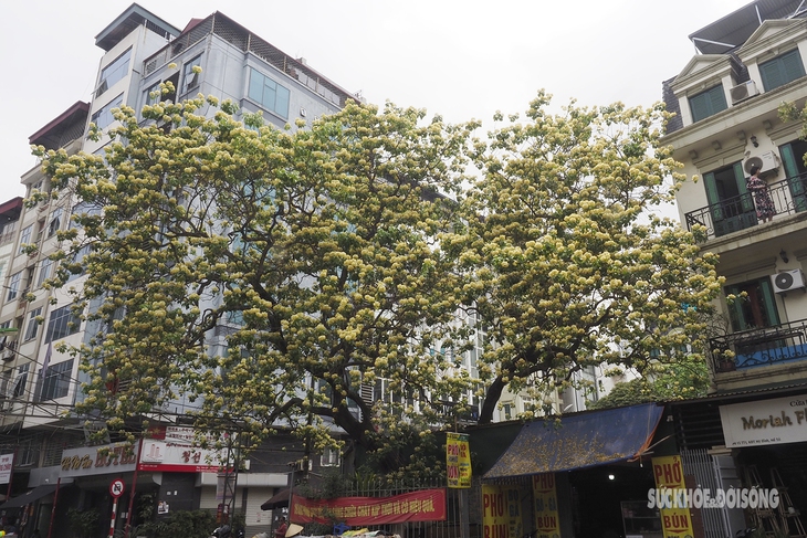 Ngắm "cụ bún" 300 tuổi khoe sắc giữa Thủ đô - Ảnh 2.