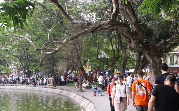 Cây gỗ quý ở Hồ Gươm có dấu hiệu khô héo, nghi đã chết từ lâu