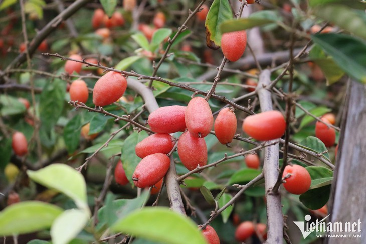 Ở vườn ngoại thành giá rẻ như rau, vào nội thành nhót chín là hàng đắt đỏ - Ảnh 1. Ở vườn ngoại thành giá rẻ như rau, vào nội thành nhót chín là hàng đắt đỏ - Ảnh 1.
