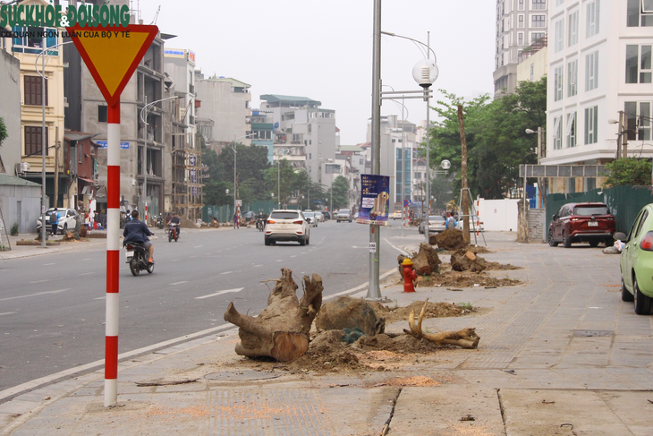 Hàng cây xanh trên đường 340 tỷ chỉ còn trơ lại gốc - Ảnh 2.