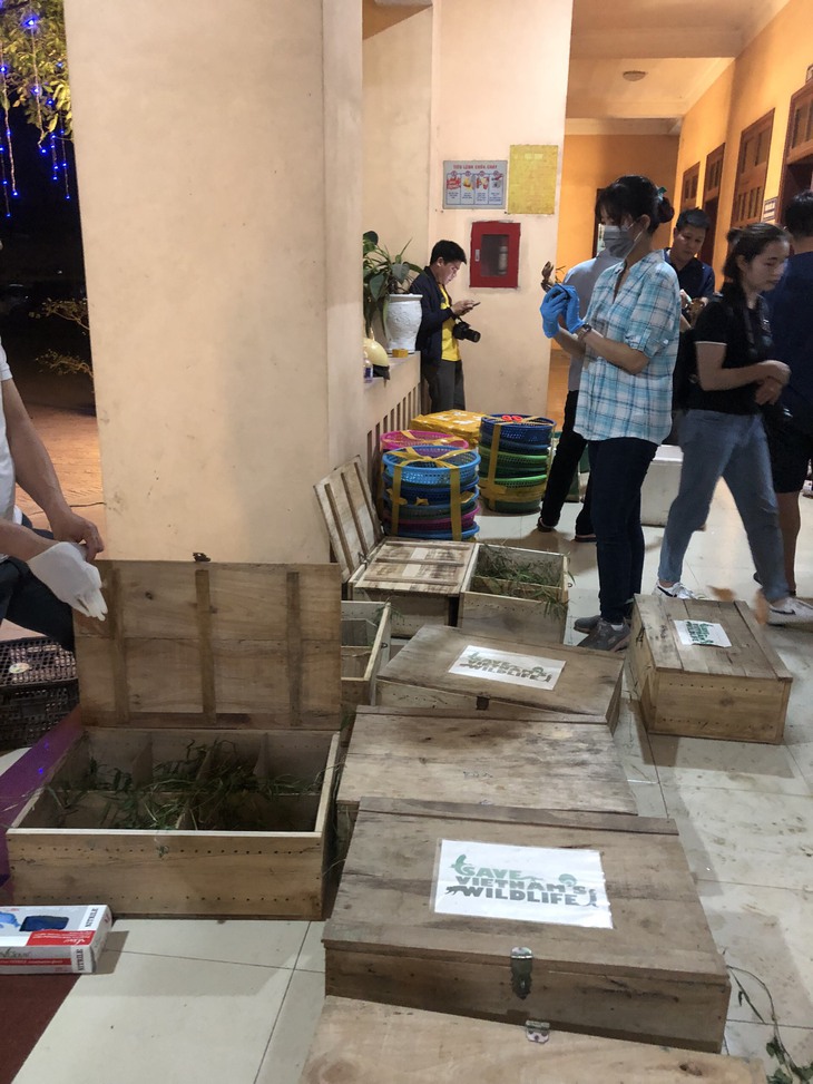 Cận cảnh 59 cá thể rùa đầu to cực kỳ quý hiếm vừa bị tịch thu - Ảnh 5. Cận cảnh 59 cá thể rùa đầu to cực kỳ quý hiếm vừa bị tịch thu - Ảnh 5.