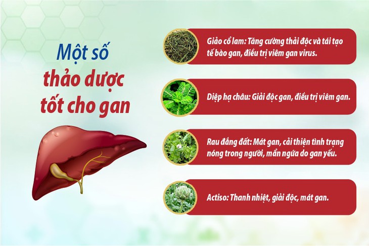 Hỗ trợ giải độc, tăng cường chức năng gan nhờ dược liệu và tinh chất thiên nhiên - Ảnh 1. Hỗ trợ giải độc, tăng cường chức năng gan nhờ dược liệu và tinh chất thiên nhiên - Ảnh 1.