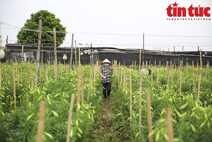 Người dân Tây Tựu tất bật thu hoạch hoa loa kèn - Ảnh 7.