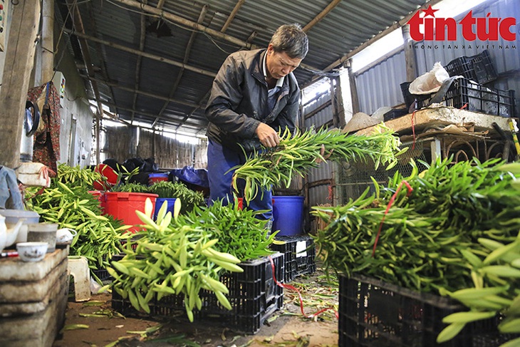 Người dân Tây Tựu tất bật thu hoạch hoa loa kèn - Ảnh 10.