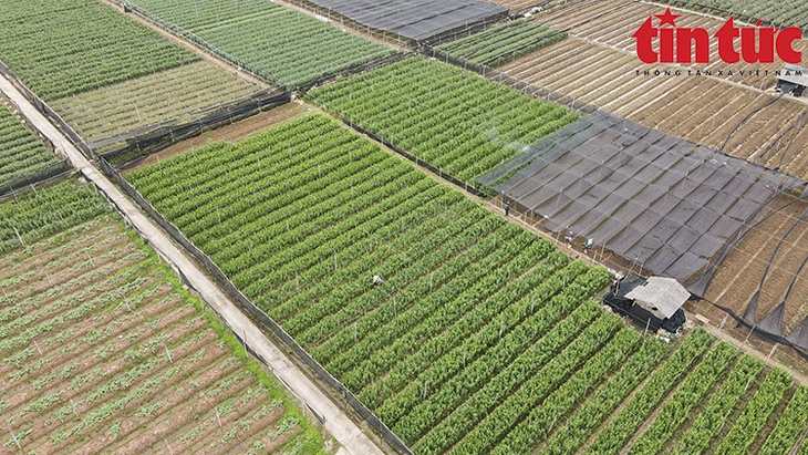 Người dân Tây Tựu tất bật thu hoạch hoa loa kèn - Ảnh 2.