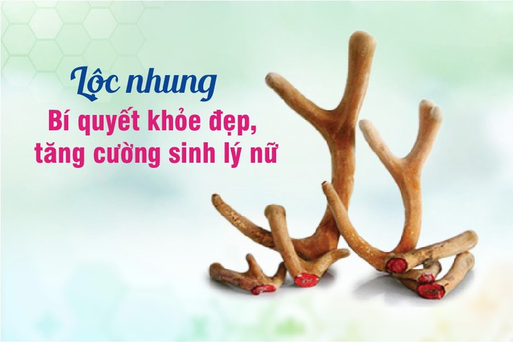 Hồng sâm, Lộc nhung - Bộ đôi thượng dược cho sức khỏe và sinh lý nữ - Ảnh 3. Hồng sâm, Lộc nhung - Bộ đôi thượng dược cho sức khỏe và sinh lý nữ - Ảnh 3.