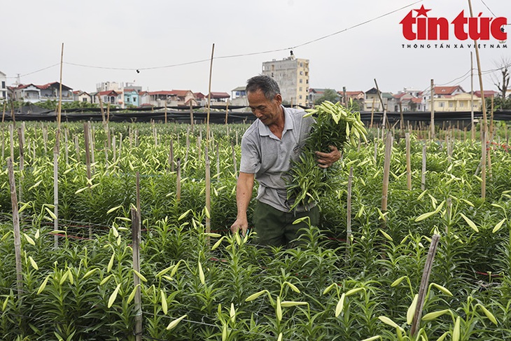 Người dân Tây Tựu tất bật thu hoạch hoa loa kèn - Ảnh 4.