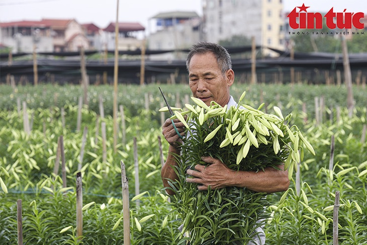Người dân Tây Tựu tất bật thu hoạch hoa loa kèn - Ảnh 5.