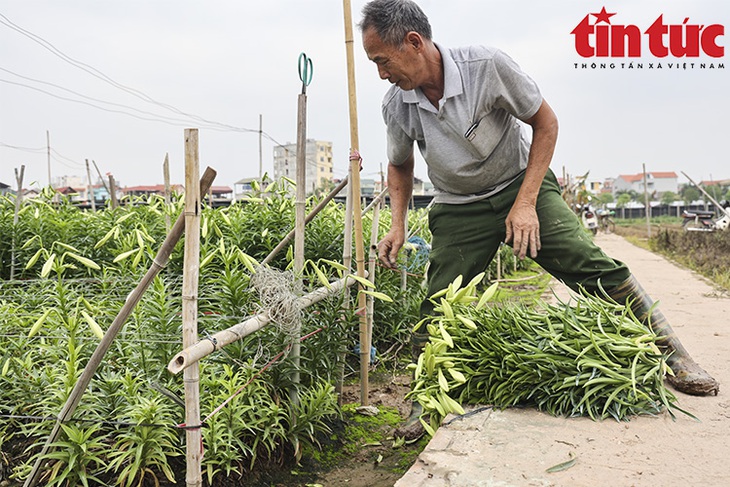 Người dân Tây Tựu tất bật thu hoạch hoa loa kèn - Ảnh 6.