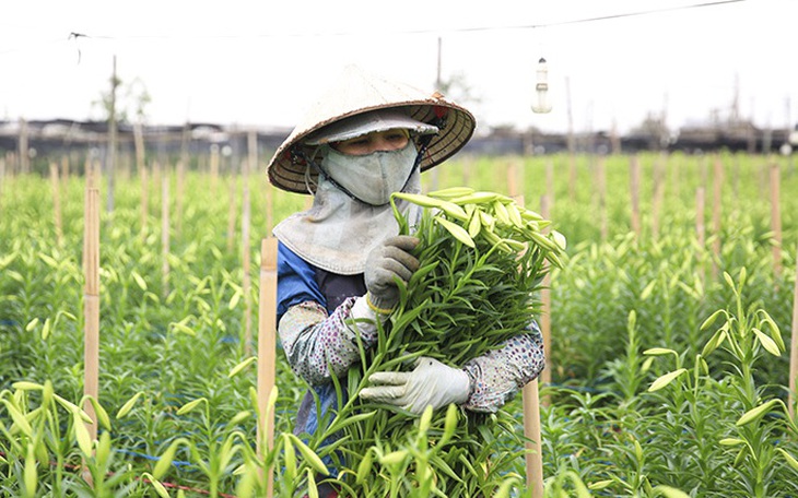 Người dân Tây Tựu tất bật thu hoạch hoa loa kèn