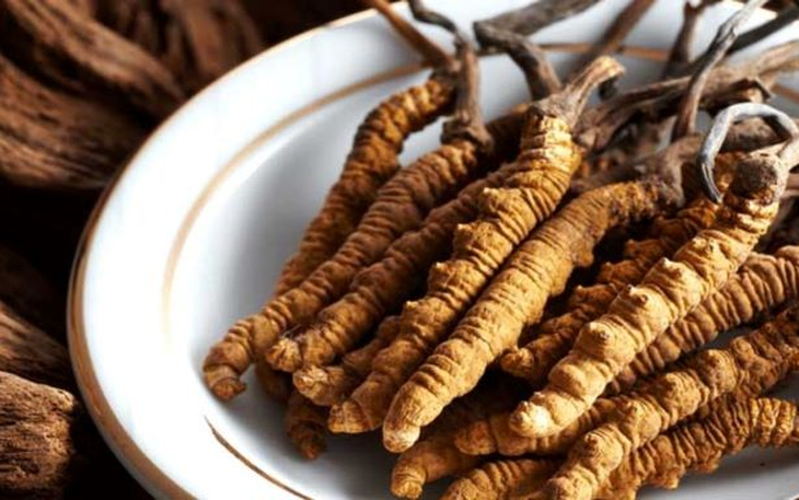 Đông trùng hạ thảo, vị thuốc bổ dùng sao cho đúng?