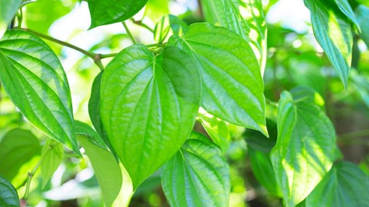 Hiểu đúng về công dụng của lá trầu không - Ảnh 1.