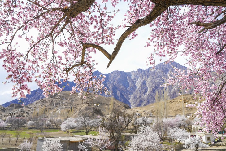 Khung cảnh dịu dàng, nên thơ của mùa xuân ở thung lũng Hunza - Ảnh 1. Khung cảnh dịu dàng, nên thơ của mùa xuân ở thung lũng Hunza - Ảnh 1.