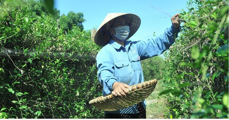Đưa dược liệu Việt Nam ra thế giới - Ảnh 2. Đưa dược liệu Việt Nam ra thế giới - Ảnh 2.