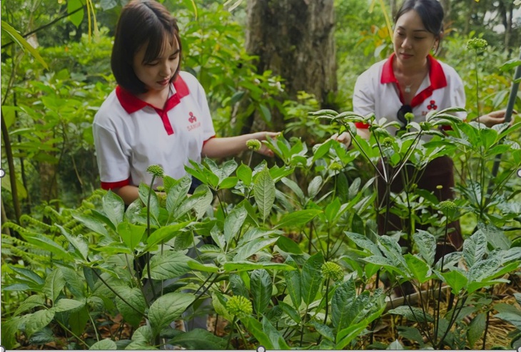 Đưa dược liệu Việt Nam ra thế giới - Ảnh 3. Đưa dược liệu Việt Nam ra thế giới - Ảnh 3.