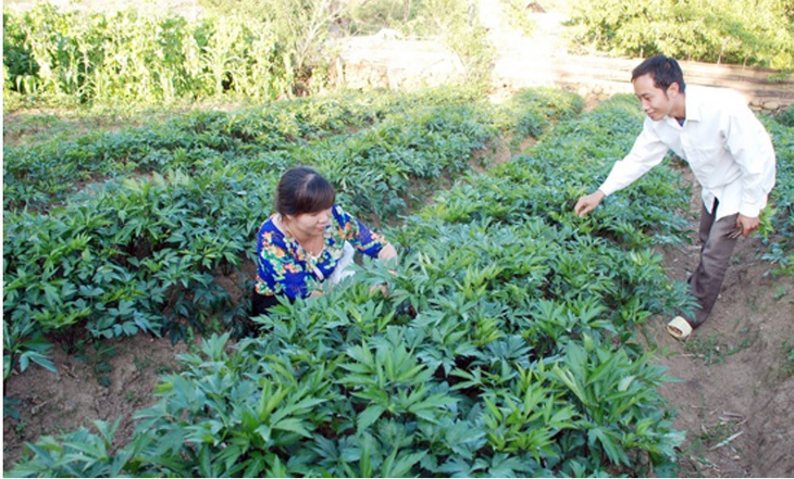 Giải pháp nào trong việc bảo tồn nguồn dược liệu quý Việt Nam - Ảnh 2.