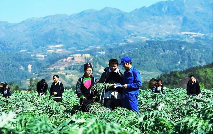 Cần làm gì để bảo tồn, khai thác hiệu quả nguồn dược liệu? - Ảnh 2.