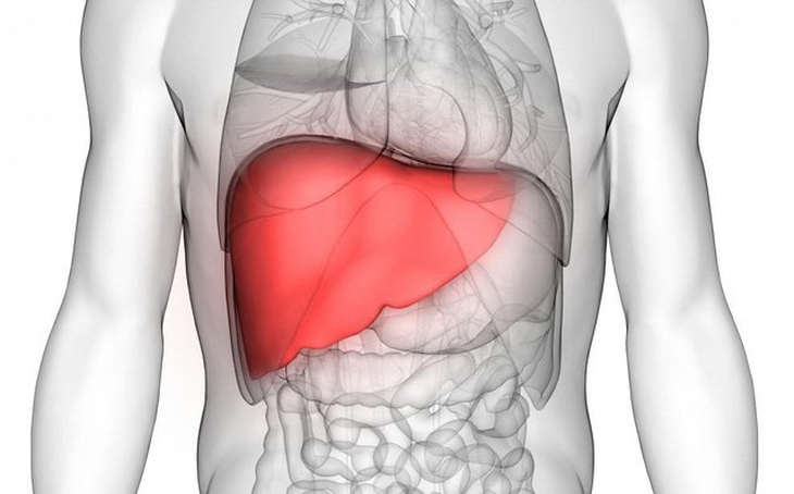Nghệ vàng, Fucoidan và tam thất có gây tăng men gan hay không? - Ảnh 2. Nghệ vàng, Fucoidan và tam thất có gây tăng men gan hay không? - Ảnh 2.