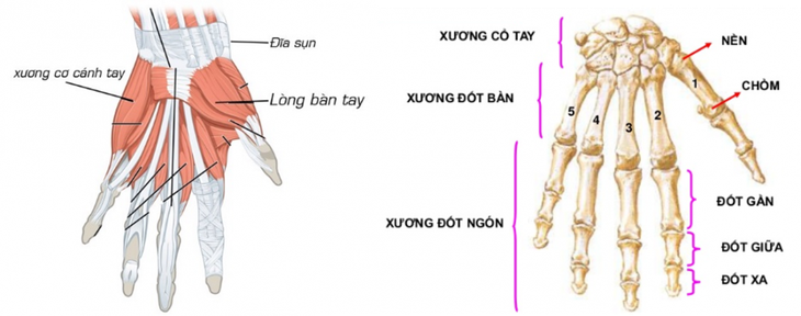 Bệnh viêm khớp dạng thấp và phương pháp điều trị - Ảnh 1. Bệnh viêm khớp dạng thấp và phương pháp điều trị - Ảnh 1.
