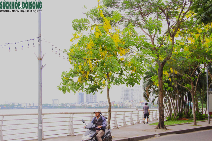 Muồng Hoàng Yến bung nở, sắc vàng điểm xuyết khắp phố phường Hà Nội - Ảnh 1. Muồng Hoàng Yến bung nở, sắc vàng điểm xuyết khắp phố phường Hà Nội - Ảnh 1.