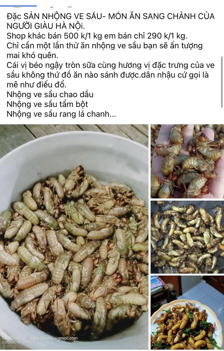 Giới nhậu săn lùng món ăn từ ve sầu đầu hè, cẩn thận lợi bất cập hại - Ảnh 1.