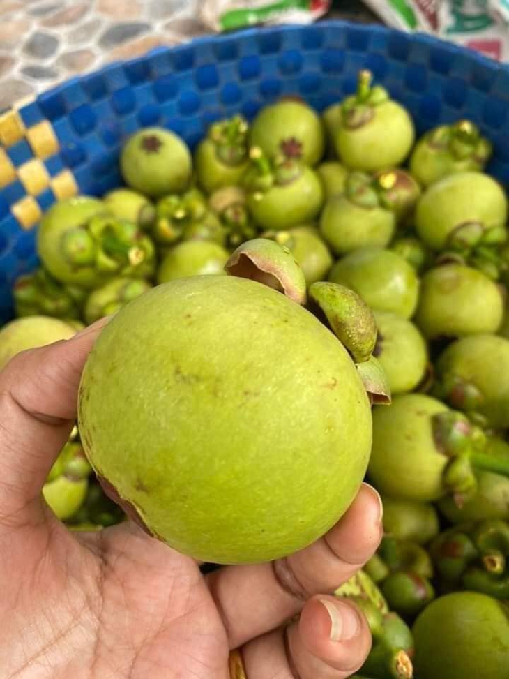 Đắt gấp cả chục lần quả chín, măng cụt xanh có gì đặc biệt mà giá tới cả nửa triệu đồng vẫn khó mua? - Ảnh 2. Đắt gấp cả chục lần quả chín, măng cụt xanh có gì đặc biệt mà giá tới cả nửa triệu đồng vẫn khó mua? - Ảnh 2.