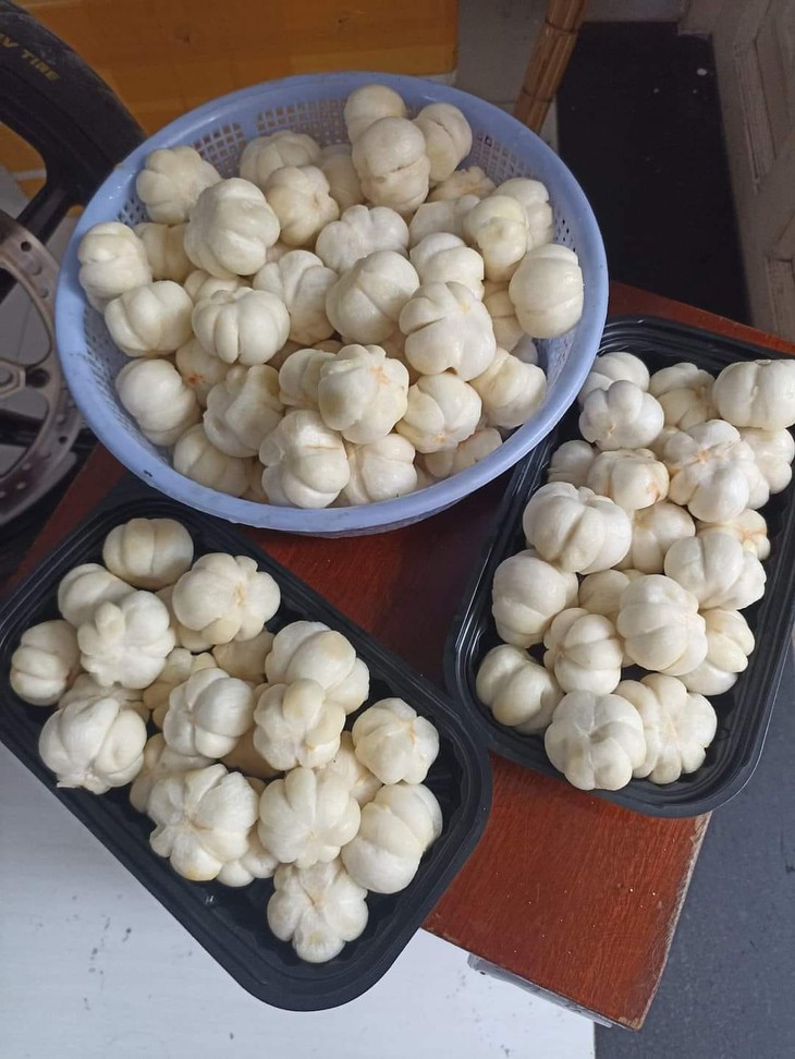 Đắt gấp cả chục lần quả chín, măng cụt xanh có gì đặc biệt mà giá tới cả nửa triệu đồng vẫn khó mua? - Ảnh 3. Đắt gấp cả chục lần quả chín, măng cụt xanh có gì đặc biệt mà giá tới cả nửa triệu đồng vẫn khó mua? - Ảnh 3.