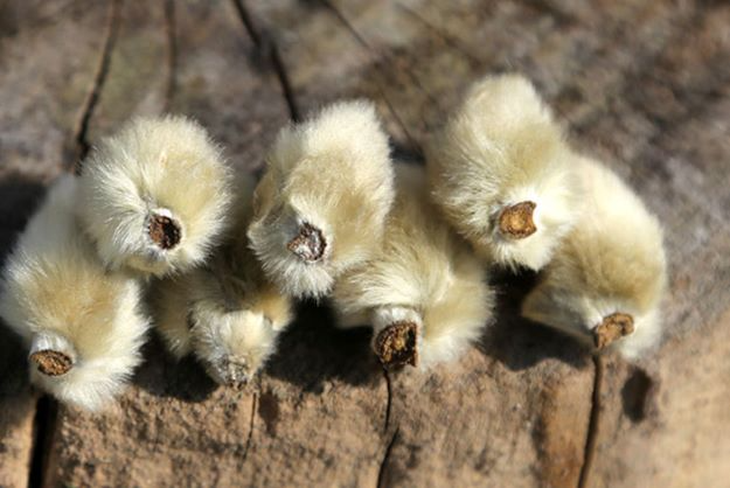 3 bài thuốc trị viêm mũi mùa hè - Ảnh 3.