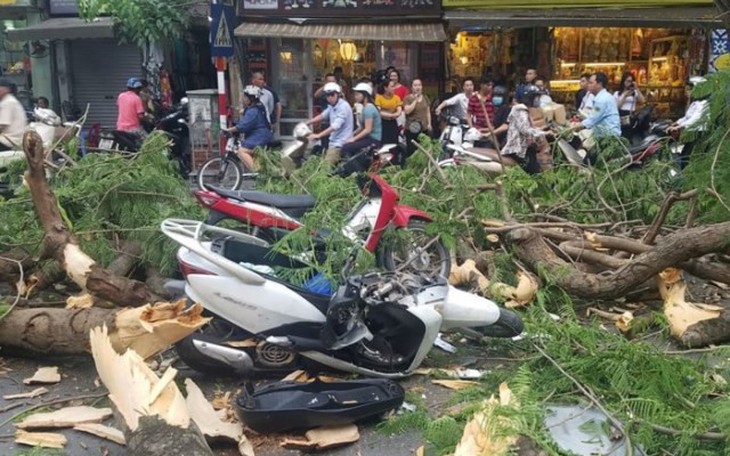 Chuyên gia nêu giải pháp phòng tránh tai nạn do cây xanh gãy đổ trong mùa mưa bão