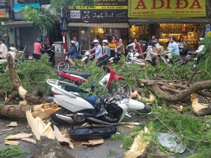 Phòng tránh tai nạn do cây xanh gãy đổ trong mùa mưa bão - Ảnh 2.