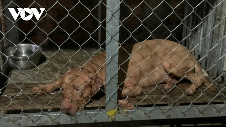 Người mẹ già bị chó Pitbull của con gái cắn tử vong ở Bình Dương - Ảnh 1. Người mẹ già bị chó Pitbull của con gái cắn tử vong ở Bình Dương - Ảnh 1.