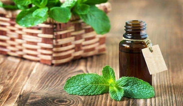 Bạc hà – vị thuốc hỗ trợ điều trị viêm mũi mùa hè - Ảnh 2.
