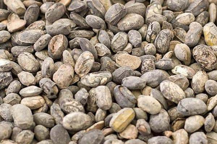 Bạc hà – vị thuốc hỗ trợ điều trị viêm mũi mùa hè - Ảnh 3.