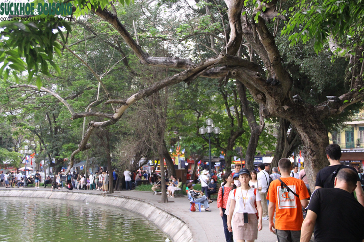 "Ấn định" ngày chặt hạ 3 cây Sưa giá trị hàng tỉ đồng ở Hồ Gươm - Ảnh 1.