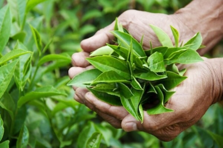 Những bí mật về trà xanh bạn ít biết - Ảnh 2.