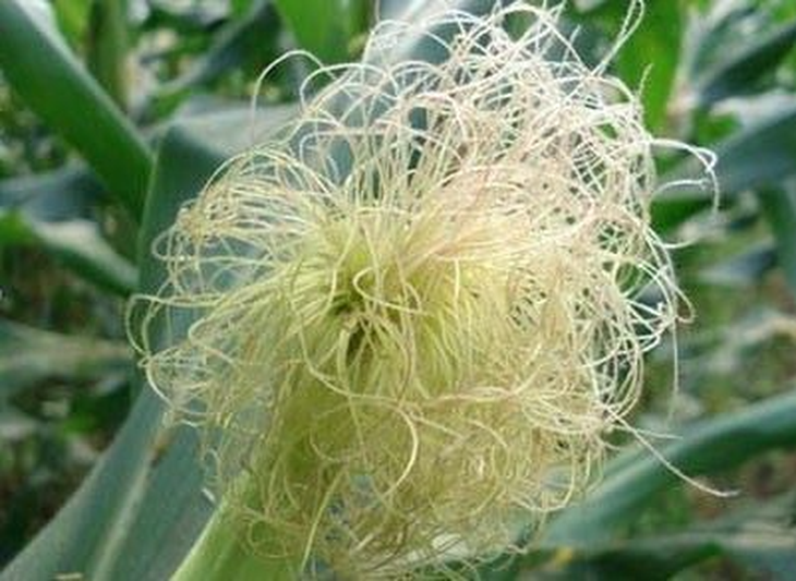 7 món ăn bài thuốc có râu ngô - Ảnh 1.