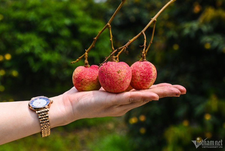 Loại vải thiều đặc biệt: Khách tranh mua, thu 800 triệu/ha dân vẫn 'ngại' trồng - Ảnh 1.